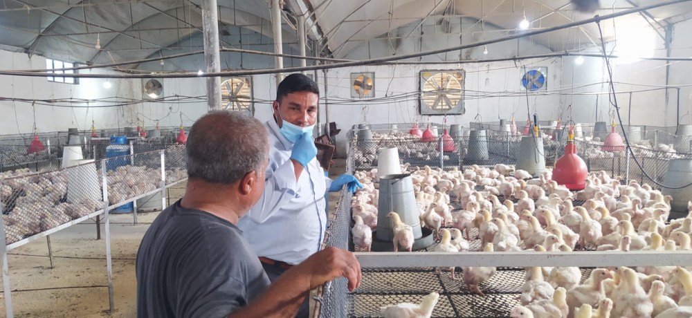 زراعة خان يونس ترشد مربي الدجاج اللاحم بالمحافظة