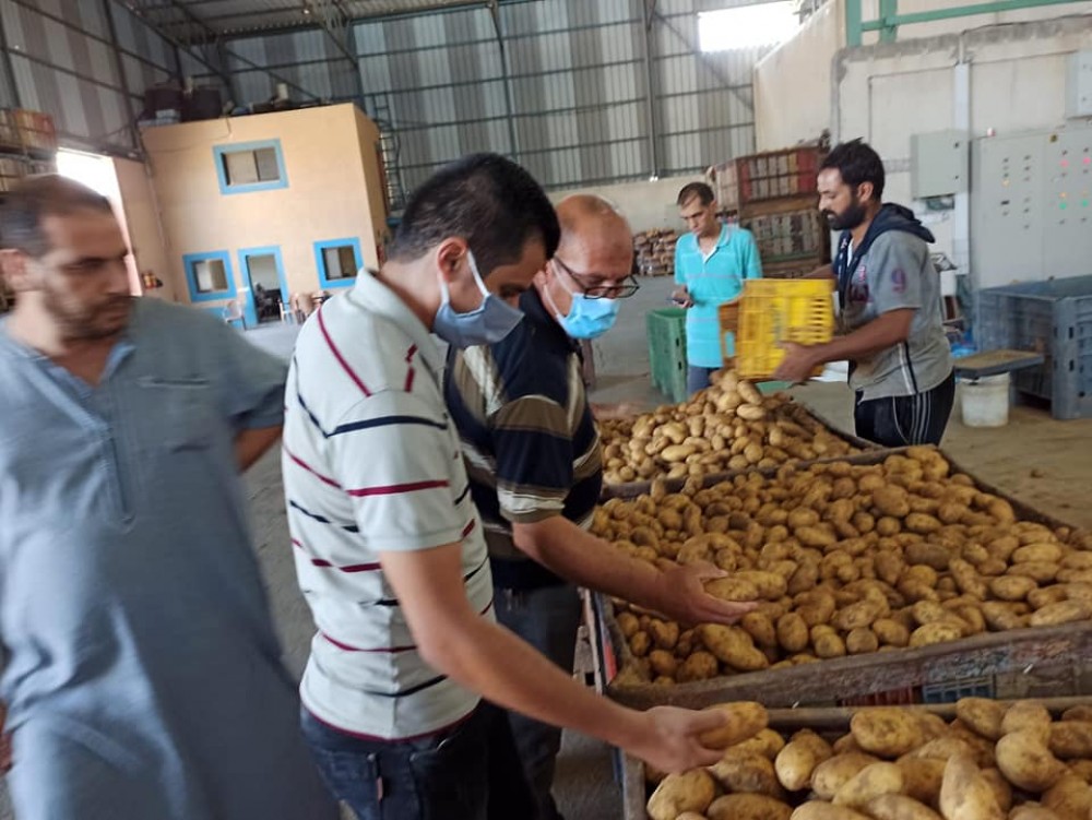 زراعة رفح تنظم جولات ميدانية على مزارعي الخضار ونقاط التعبئة الرئيسية