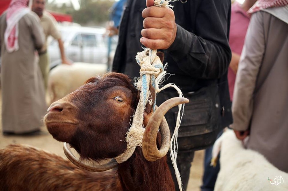 سوق المواشي7