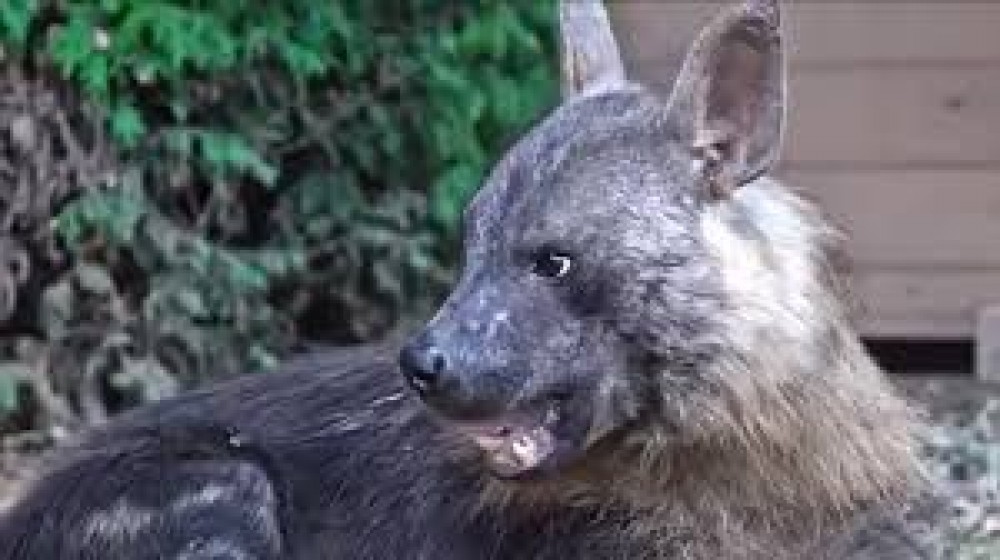 لأول مرة.. ضباع بنّية نادرة في حديقة الحيوانات بموسكو