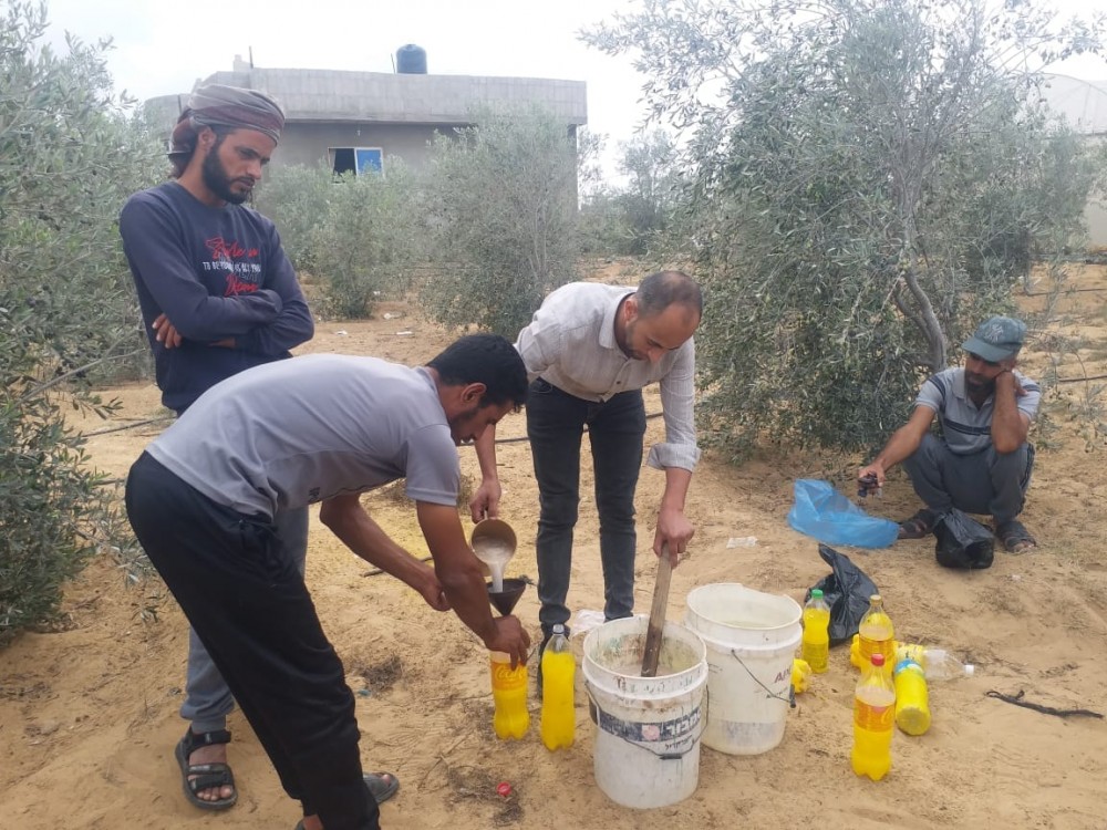 الزراعة: ندوة إرشادية برفح لمزارعي الزيتون والحمضيات