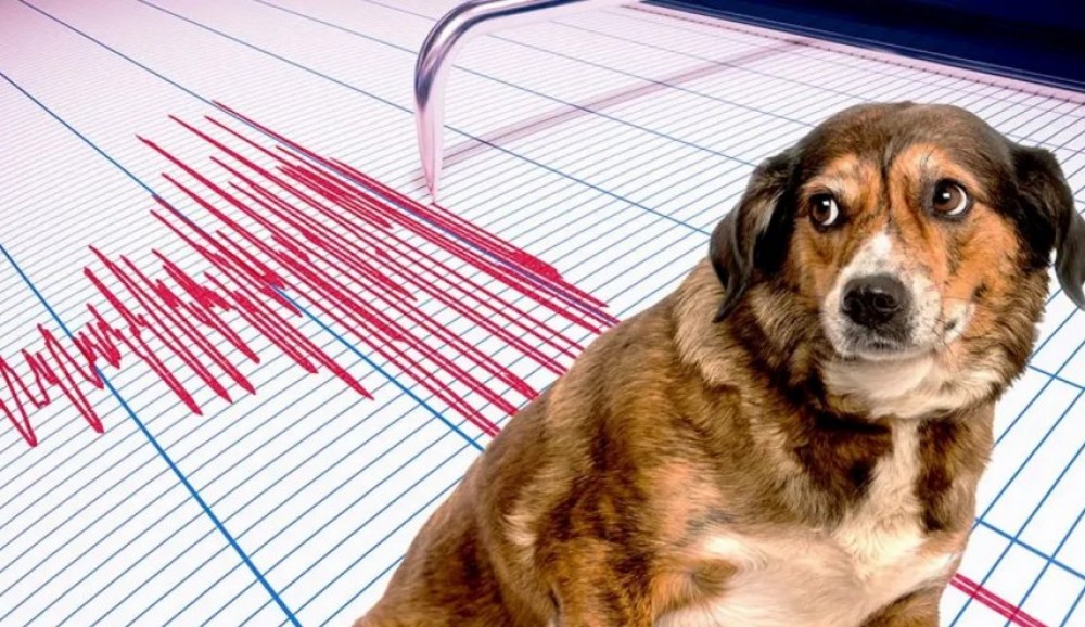 استشعار الحيوانات المبكر للزلزال