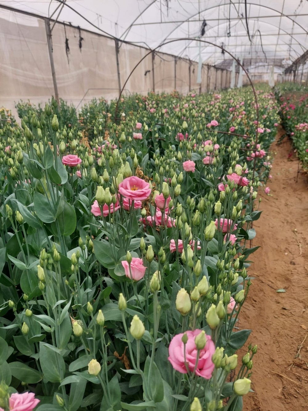 الزراعة تنفذ جولة تفقدية على مزارع الزهور في رفح