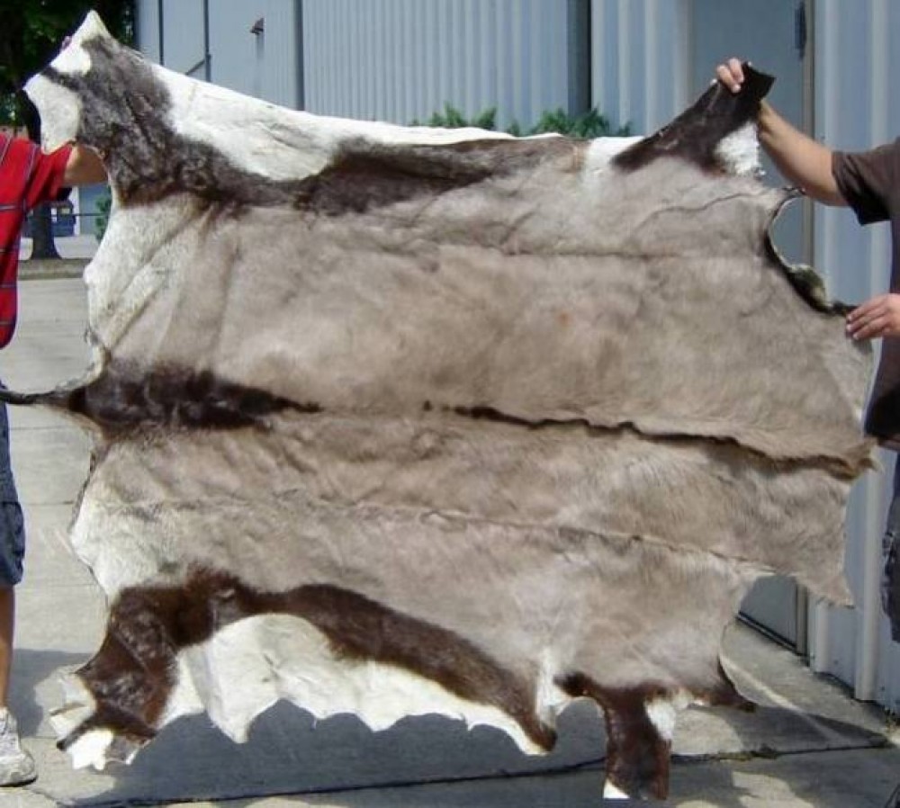 تحويل-فرو-الاضحية-إلى-سجادة-2