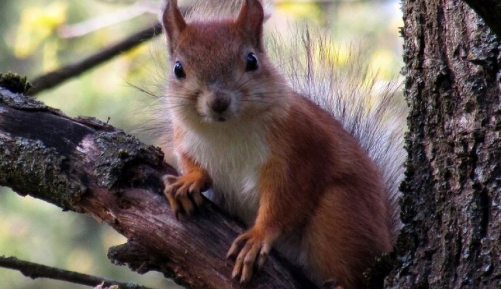 فشل سرقة حاول تدبيرها سنجاب في ضواحي موسكو