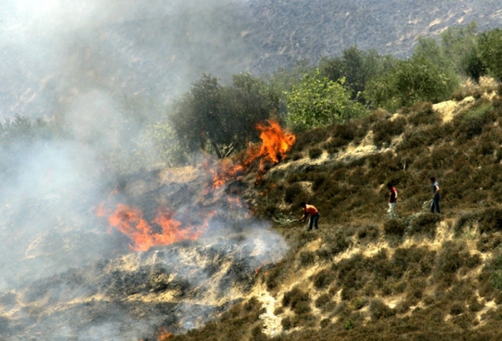 مستوطنون يحرقون أراض زراعية