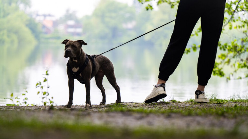 كاميرا في مصعد توثق هجوم كلب شرس على صاحبته