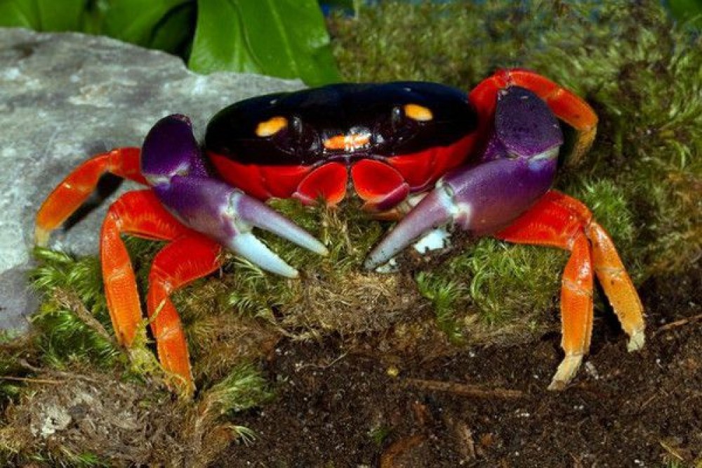 7.-Moon-Crab-Gecarcinus-quadratus