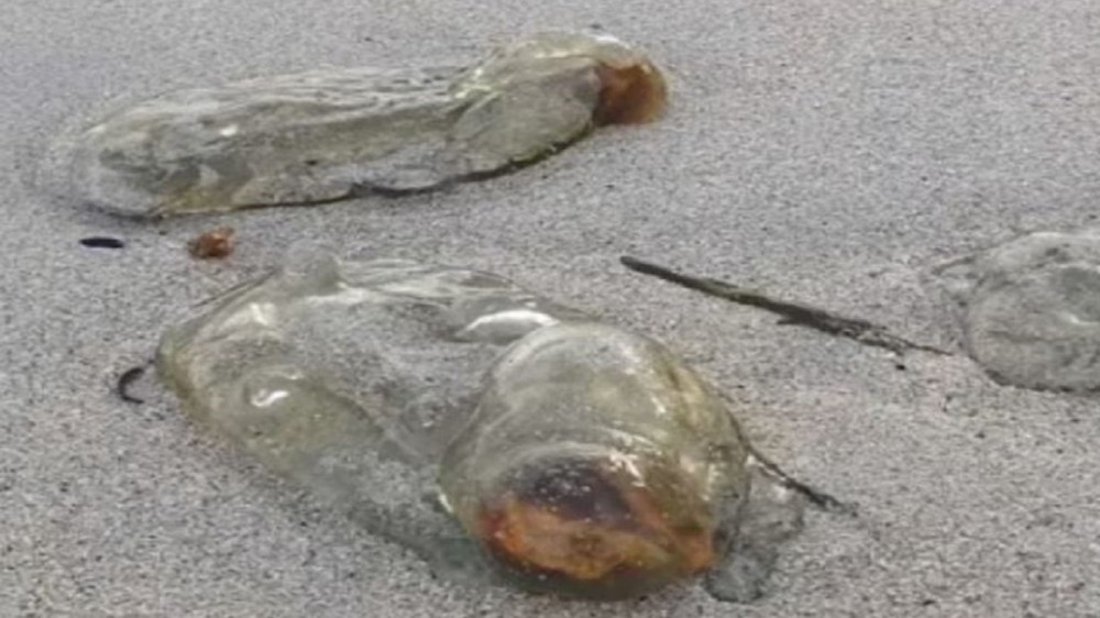 مخلوقات هلامية غريبة تثير ضجة في أستراليا.. وهذه حقيقتها