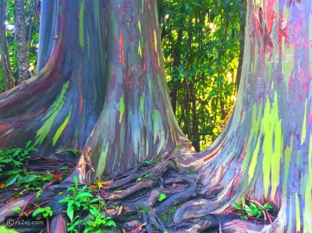 شجرة قوس قزح.. أغرب أشجار العالم