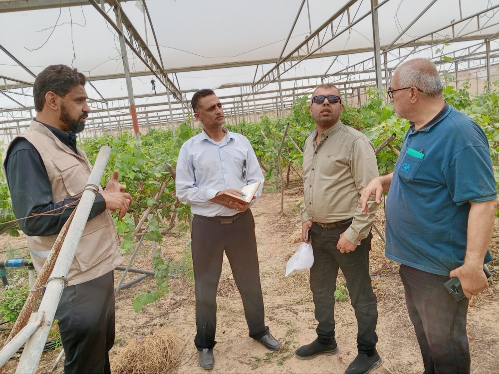 الزراعة تقدم مجموعة من التوصيات المهمة لمزارعي العنب