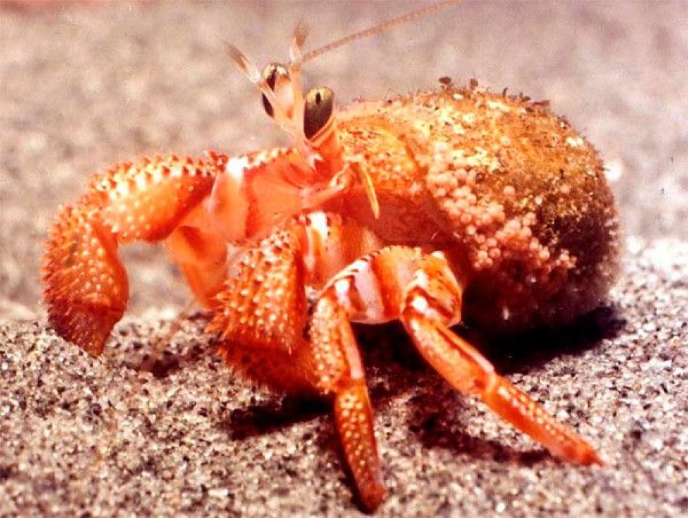 8.-Hermit-Crab