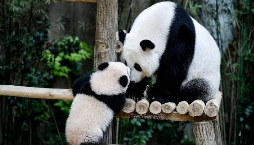 أنثى باندا تستقبل صغيرها بـ