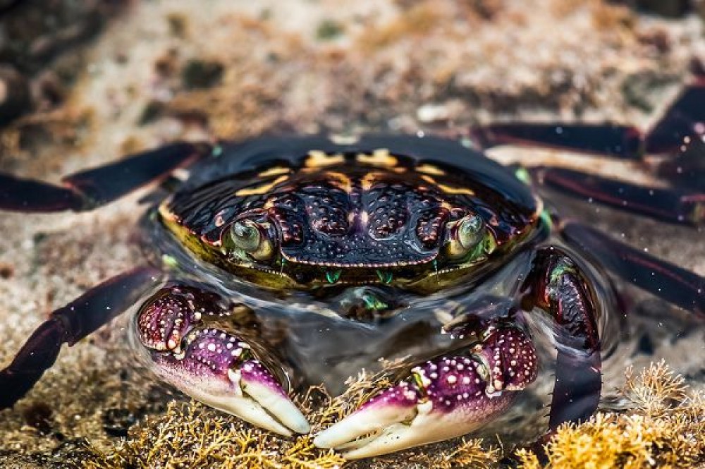4.-Purple-Rock-Crab-Leptograpsus-variegatus