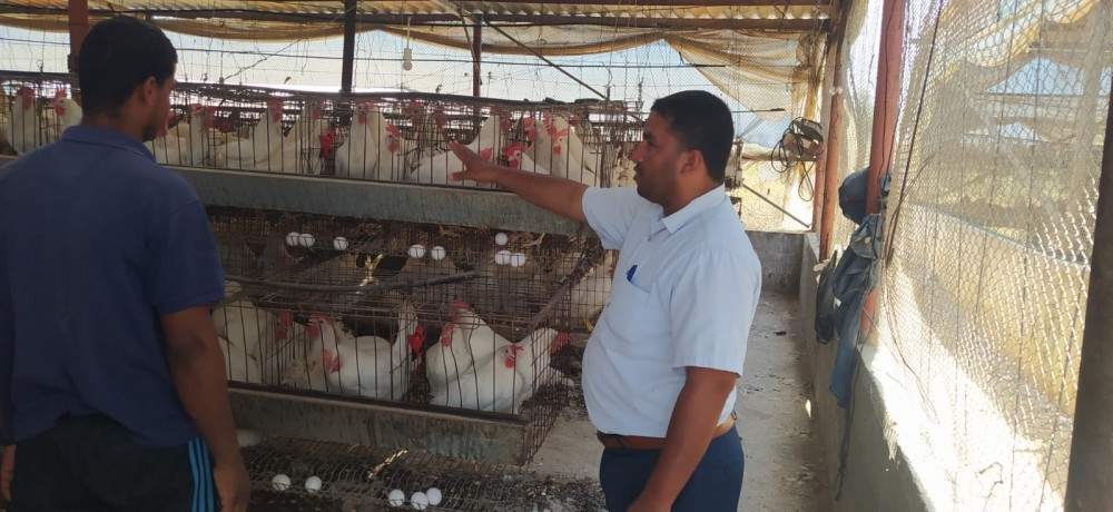 الزراعة تنفذ جولات ارشادية على مزارع الدجاج البياض بخانيونس