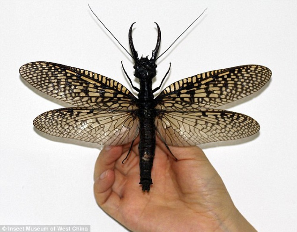 Worlds-largest-and-most-gross-aquatic-insect-discovered-in-China