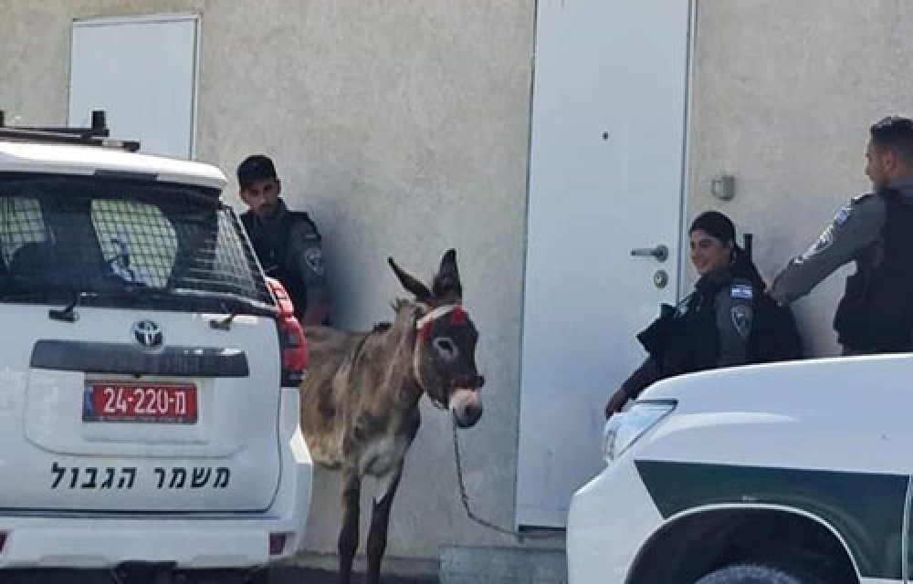 شرطة الاحتلال تصادر حماراً في العيسوية 