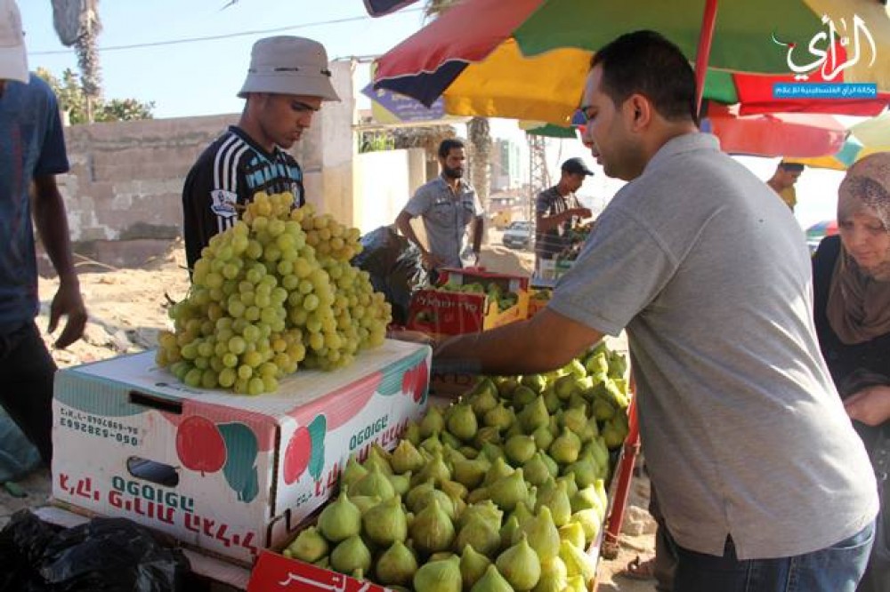 عنب غزة 3