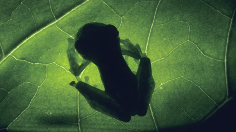 كشف أسرار الضفادع الزجاجية التي تصبح شفافة في الليل!