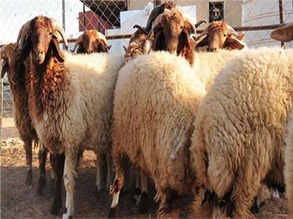 قبل الذبح وبعده ..تعرف على كيفية اختيار الأضحية السليمة