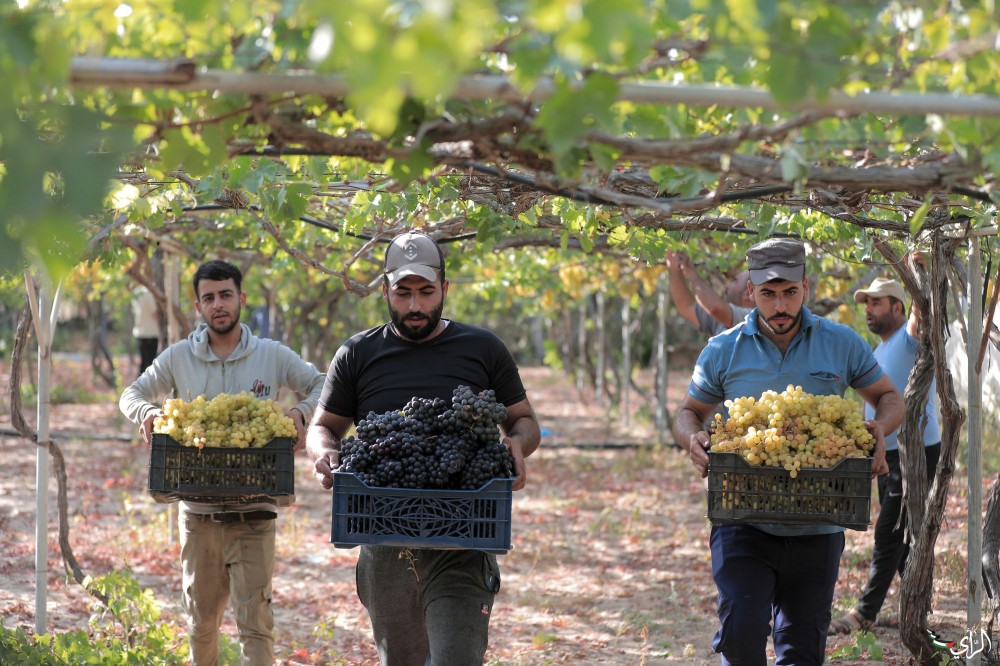 مزارعون يقطفون العنب بمنطقة 