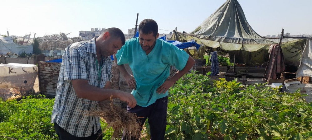 الزراعة تتفقد مزارع الخضار في  منطقة بئر النعجة شمالي قطاع غزة