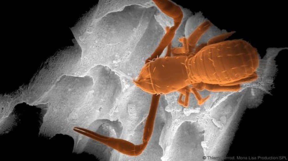 الحيوانات-داخل-كهف-موفيل