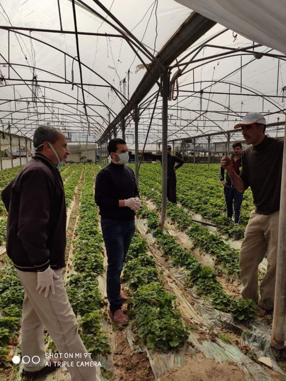 زراعة شمال غزة تنظم زيارات ميدانية لتقديم الارشادات للمزارعين
