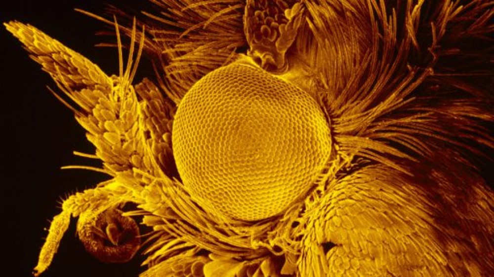 160614230727_diamondback_moth__640x360_._nocredit