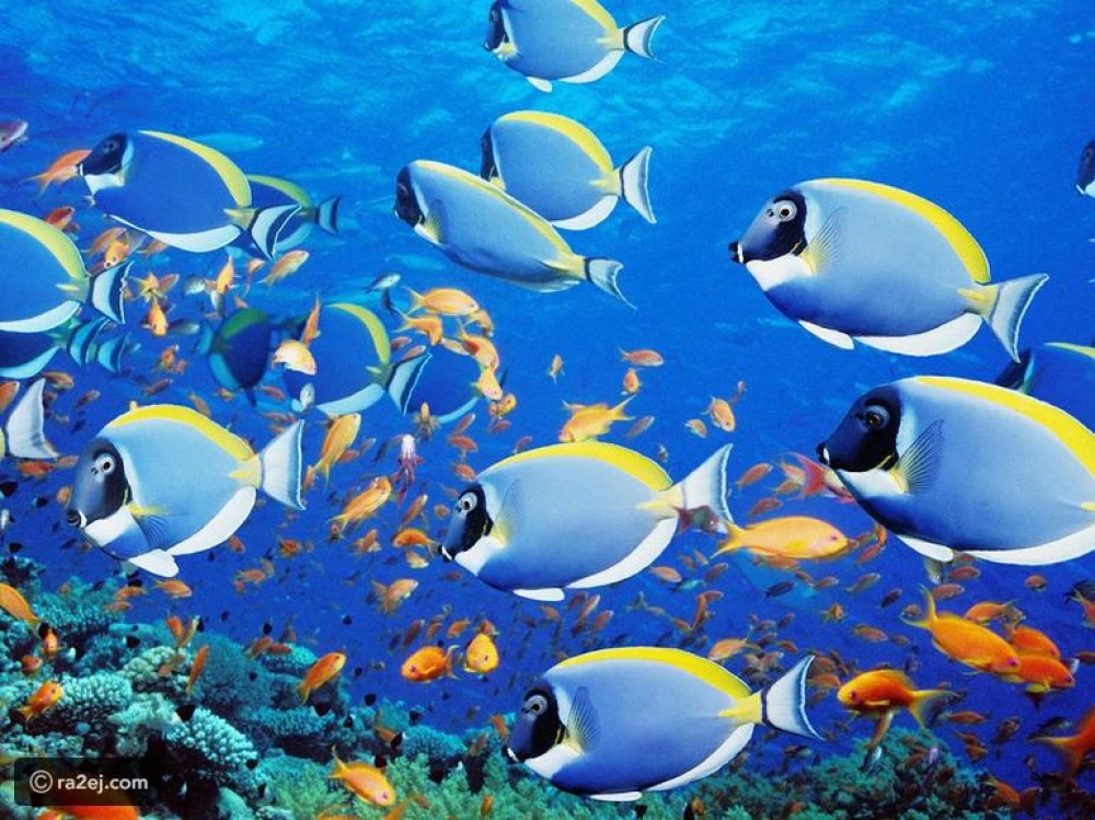 صورة سمكة في اليابان تحير الجميع: حقيقية أم فوتوشوب؟