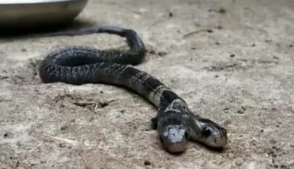 العثور على أفعى سامة نادرة ذات رأسين في الهند
