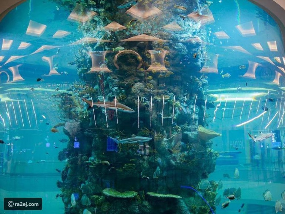 أكبر حوض للأسماك بالعالم في مطار جدة الجديد: يضم 2000 نوع نادر