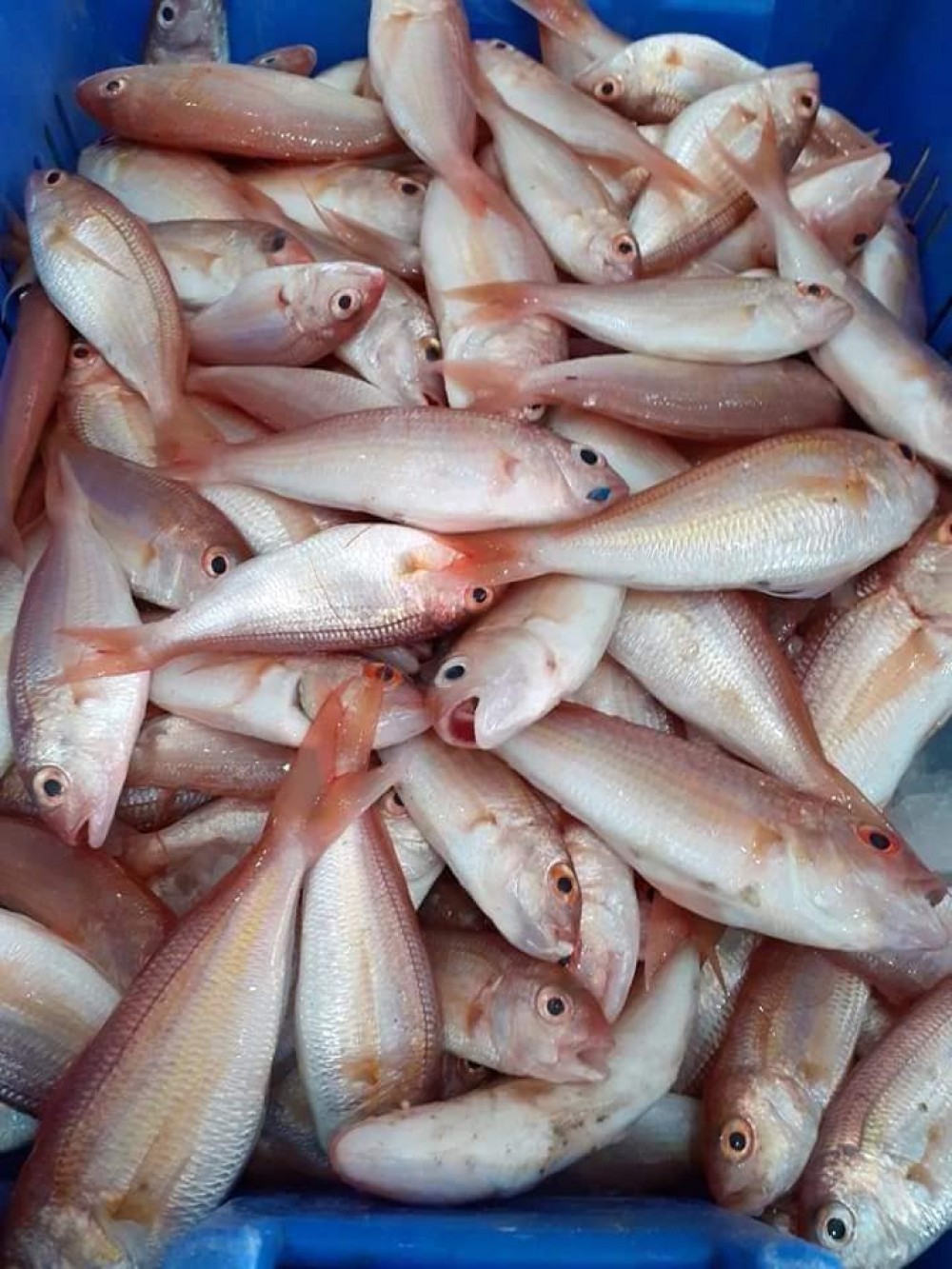 جانب من الأسماك التي تم اصطيادها 