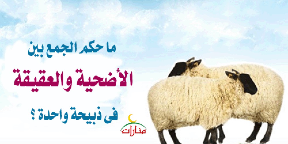 الجمع بين الأضحية والعقيقة في النية في ذبيحة واحدة