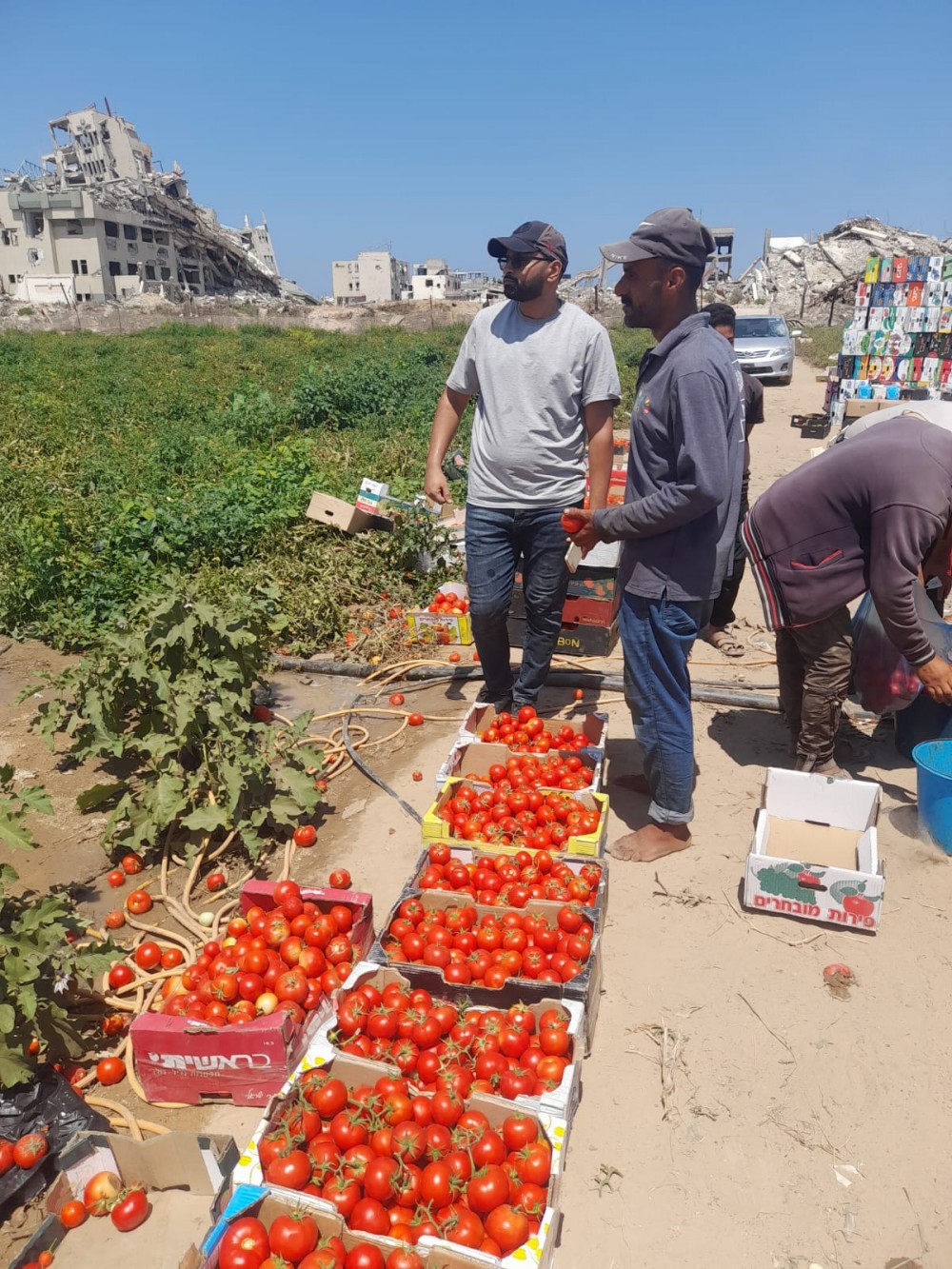  الزراعة  تتفقد مزارعي مدينة غزة