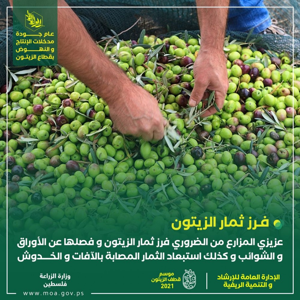 الزراعة تُصدر توجيهات للمزارعين حول موسم قطف الزيتون  