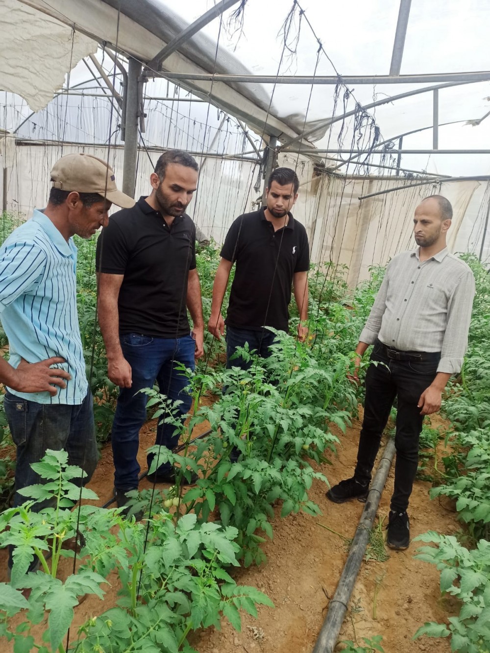 زراعة رفح تواصل جولاتها الارشادية على مزارعي الخضار المكشوف والدفيئات