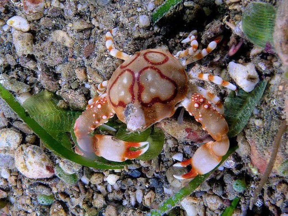 5.-Pebble-Crab-Leucosia-anatum