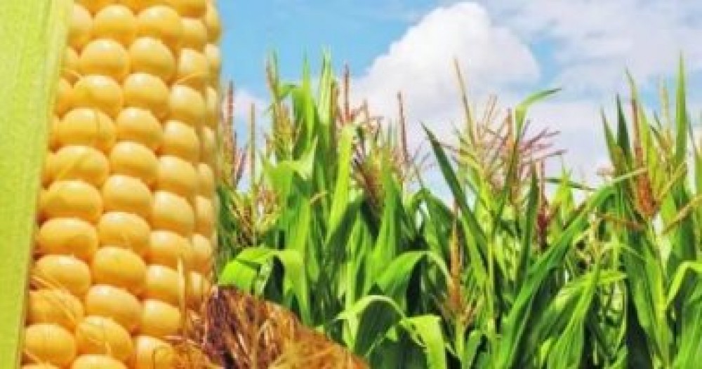 ماذا تعرف عن الكولاجين النباتى؟
