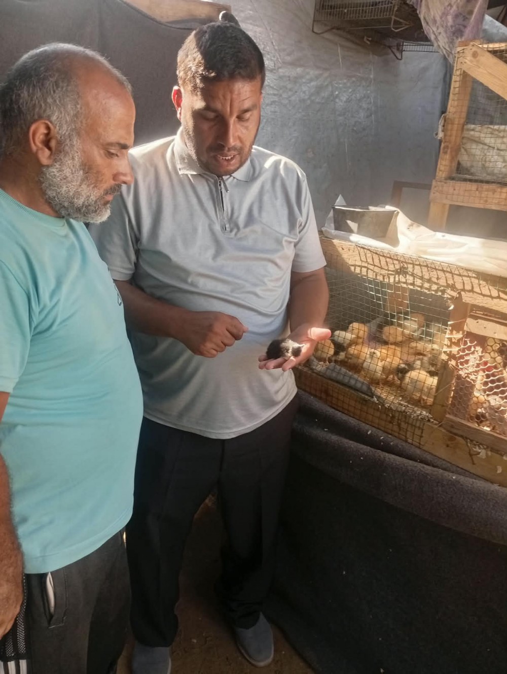 الزراعة تواصل جولاتها الإرشادية  على مربي الدواجن 
