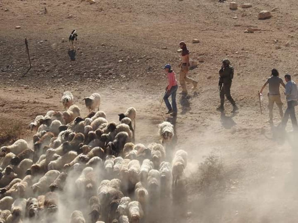 إصابة مواطن في اعتداء للمستوطنين جنوب الخليل