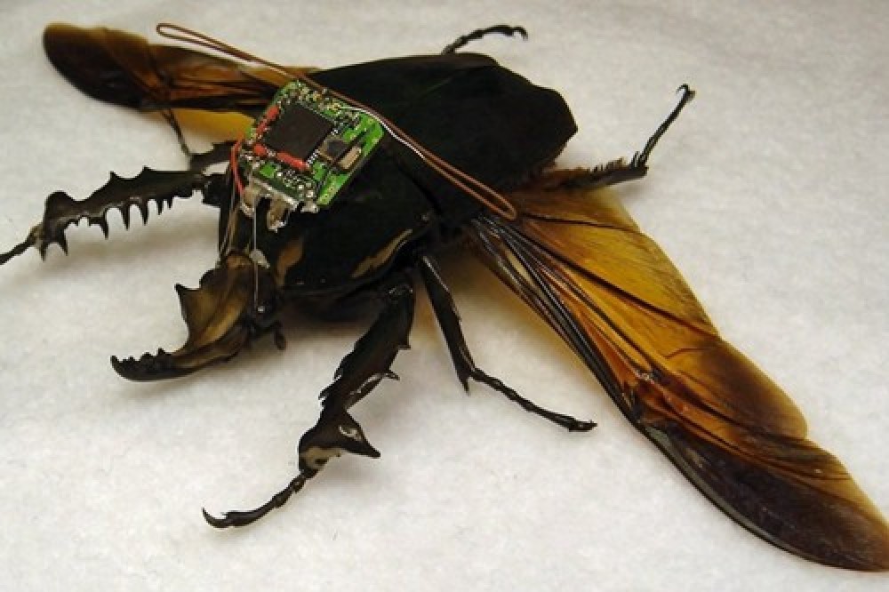 حشرات-داربا-للتجسس-“DARPA’s-Cyber-Bug-Project