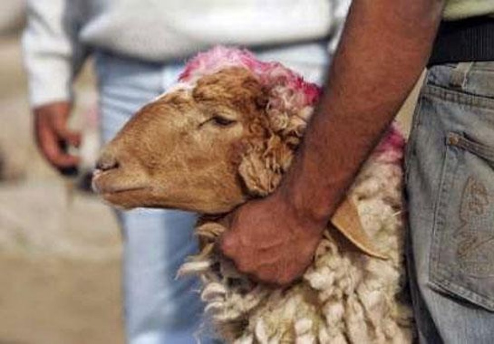 خروف