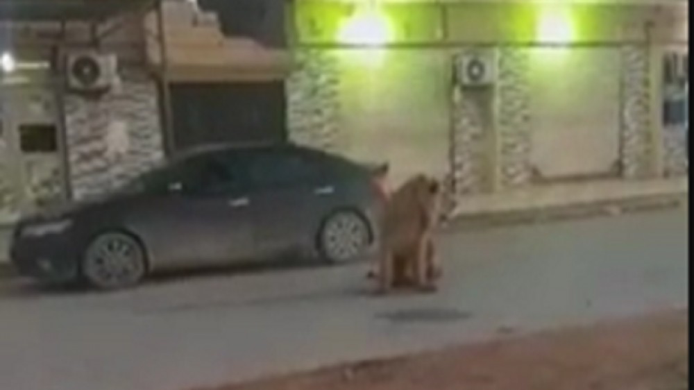 القبض على أسد مفترس يتجول في مدينة عربية