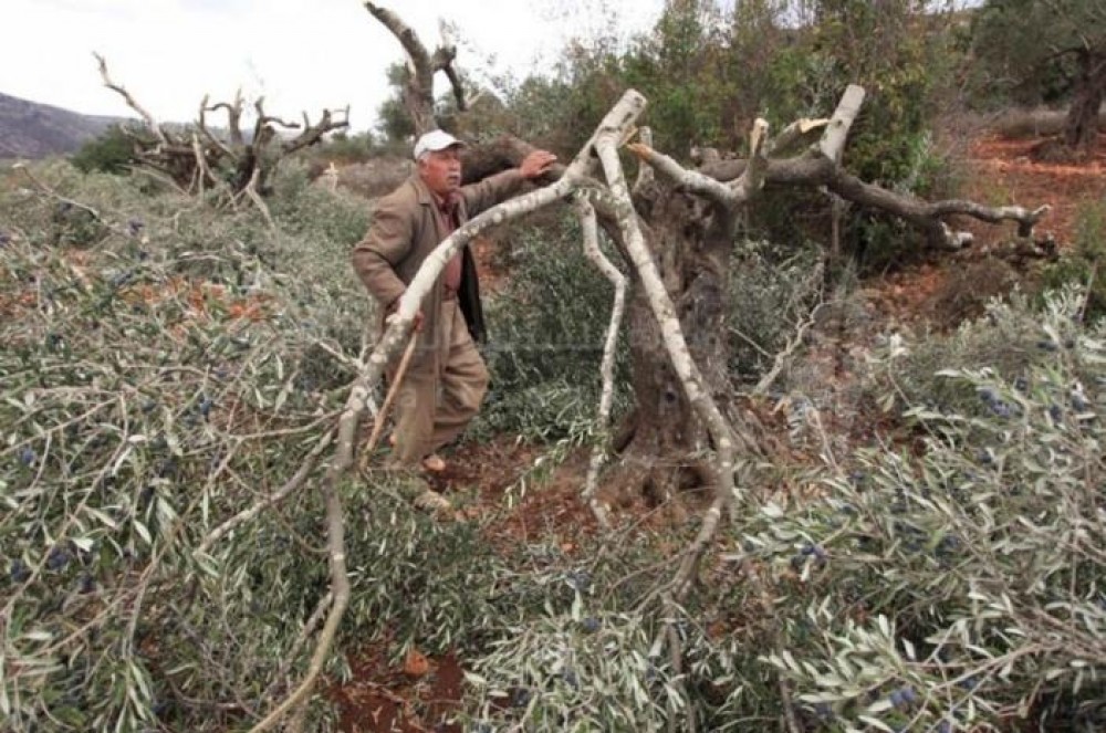 12183612383502203566282778120316