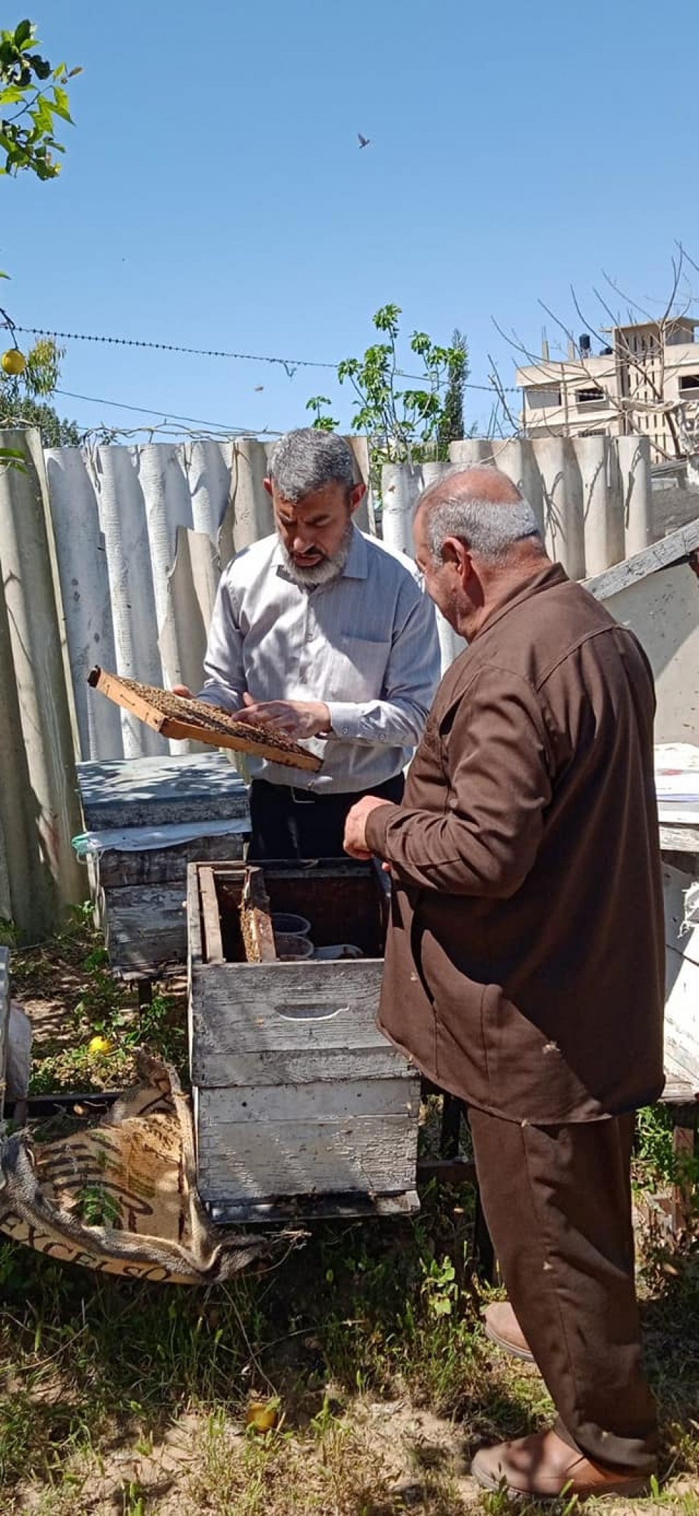 الزراعة تنفذ زيارات ميدانية على مربى النحل في منطقة جباليا