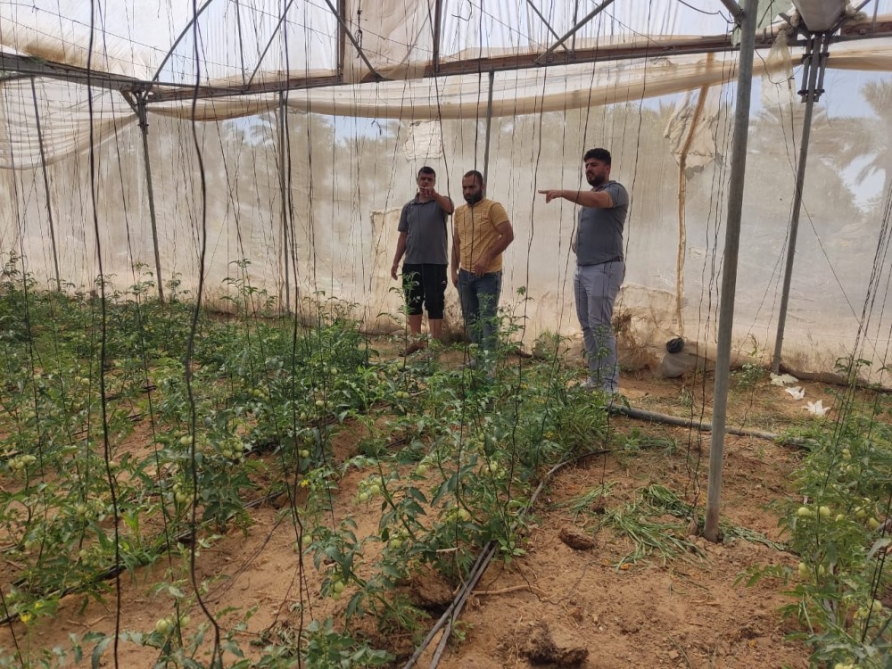 الزراعة تكثف جولاتها على مزارعي الخضار في الوسطى