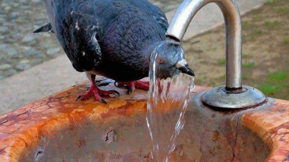 birdsinhot