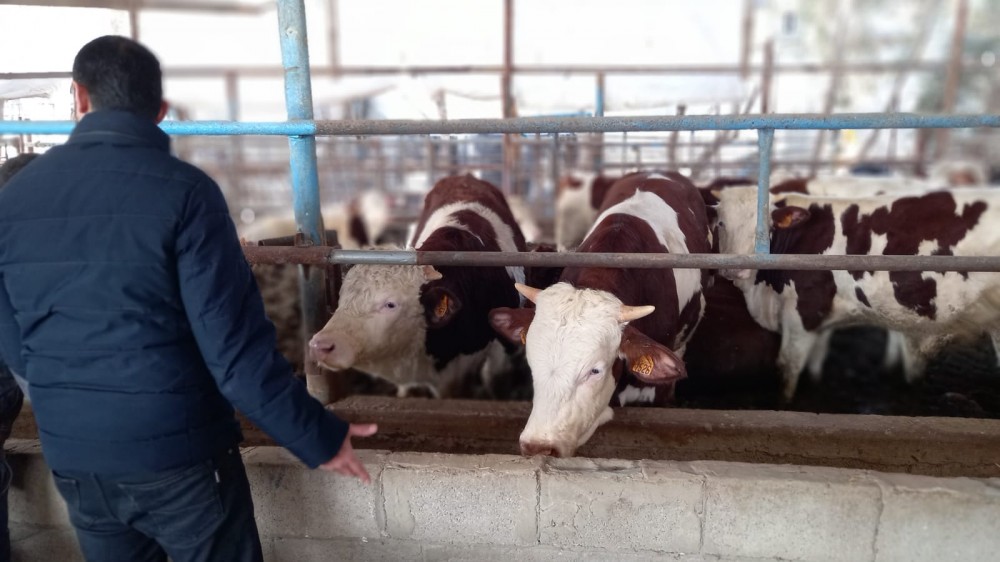 الزراعة تتفقد مربي الانتاج الحيواني في محافظة غزة