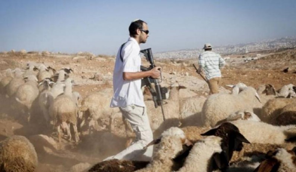 مستوطنون يسرقون الأغنام